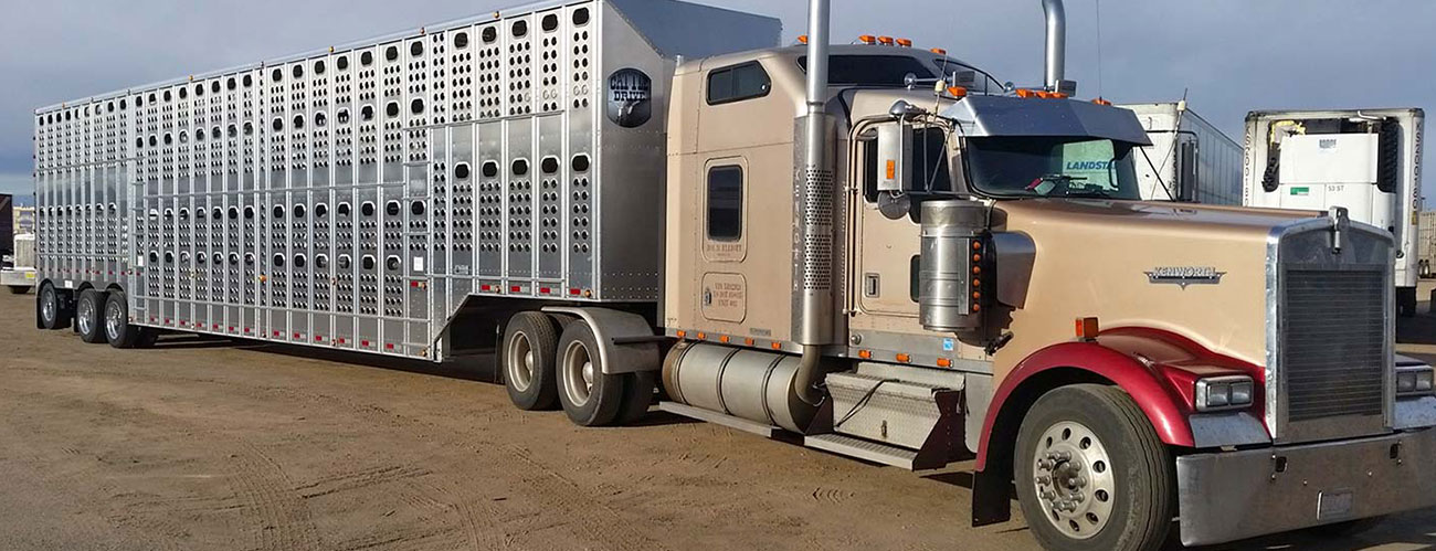 custom cattle truck